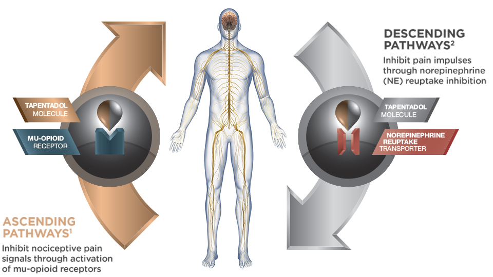 Video animation depicting the unique mechanism of action of tapentadol