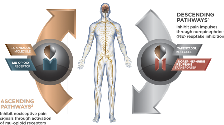 Video animation depicting the unique mechanism of action of tapentadol